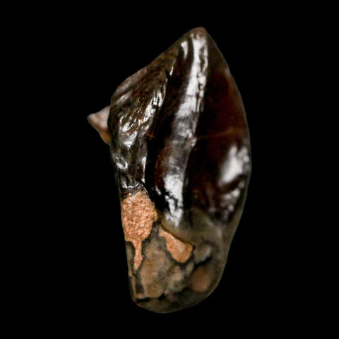 XL 0.9" Triceratops Fossil Tooth Hell Creek FM Cretaceous Dinosaur Montana COA Stand
