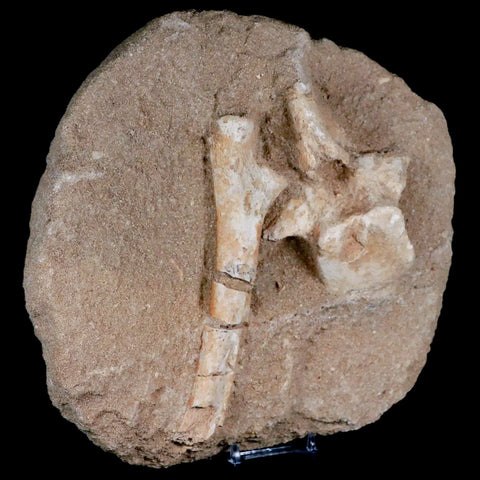 8" Crocodile Fossil Vertebrae And Bone Cretaceous Age Morocco Crocodilian Stand - Fossil Age Minerals
