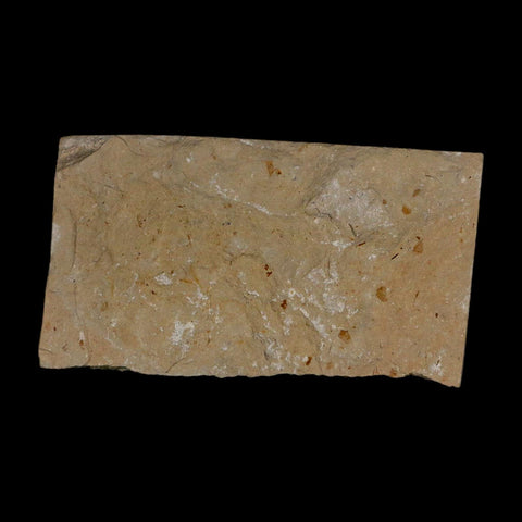 0.8" Fossil Shrimp Carpopenaeus Cretaceous Age 100 Mil Yrs Old Lebanon COA - Fossil Age Minerals