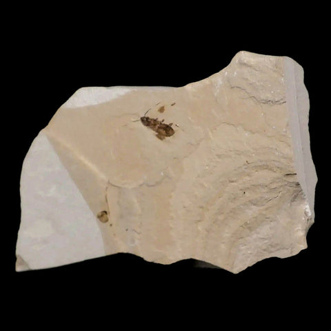 0.4 Detailed Fossil Roach Insect Green River FM Uintah County UT Eocene Age - Fossil Age Minerals