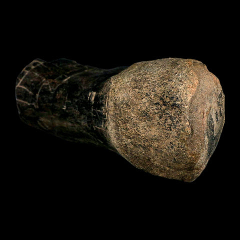 7.8" Hypacrosaurus Dinosaur Fossil Limb Bone Two Medicine Formation Montana COA - Fossil Age Minerals