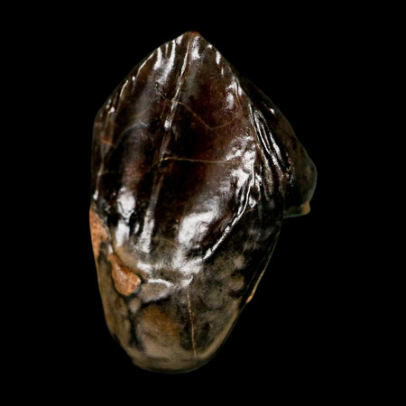 XL 0.9" Triceratops Fossil Tooth Hell Creek FM Cretaceous Dinosaur Montana COA Stand