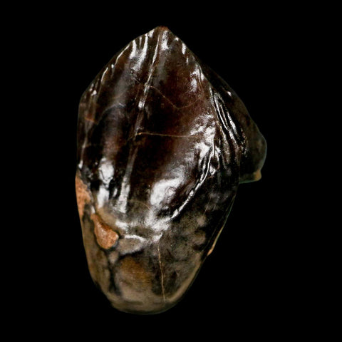 XL 0.9" Triceratops Fossil Tooth Hell Creek FM Cretaceous Dinosaur Montana COA Stand