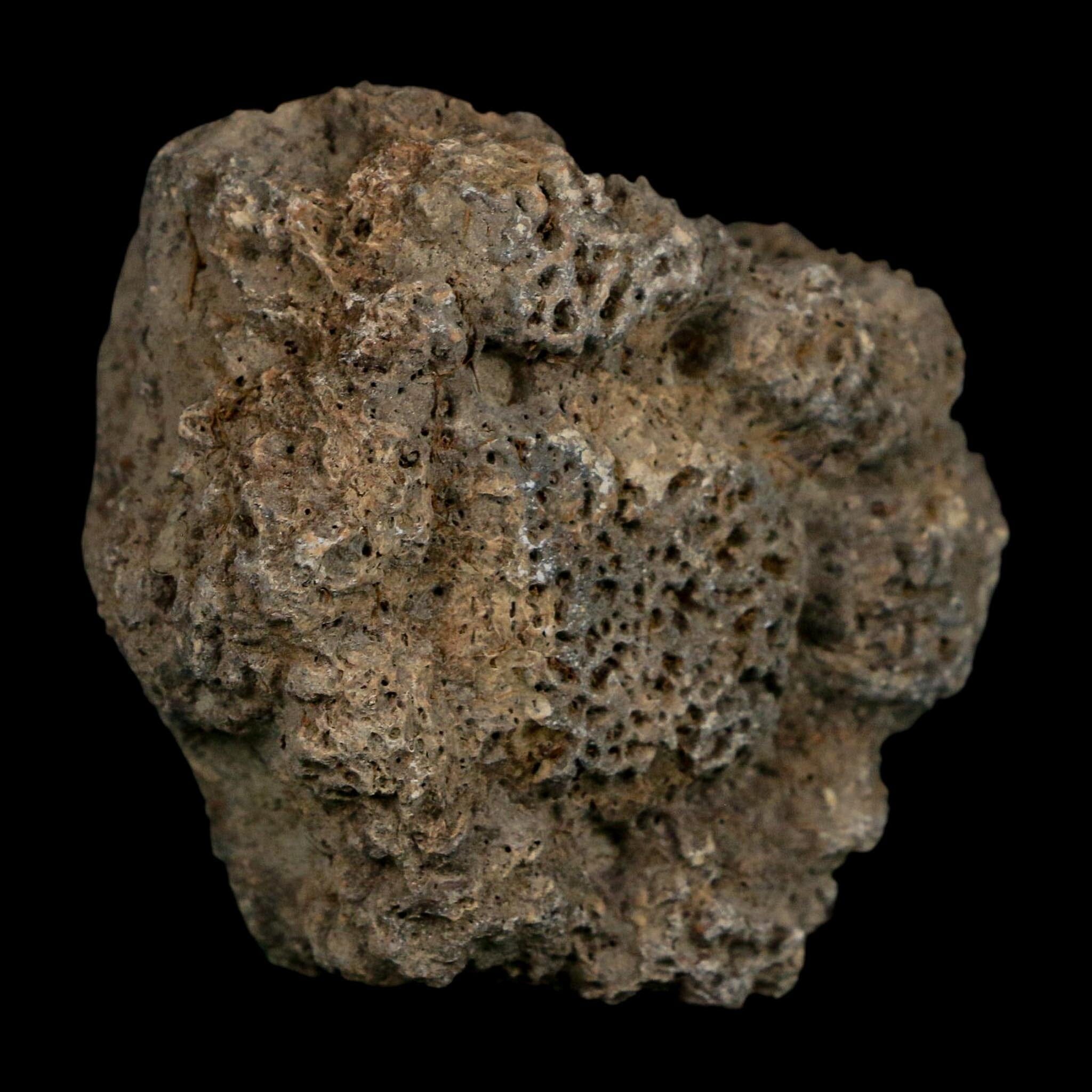 2.3" Glyptodon Fossil Osteoderm Scute Plate Bony Armor Pleistocene Uruguay COA - Fossil Age Minerals