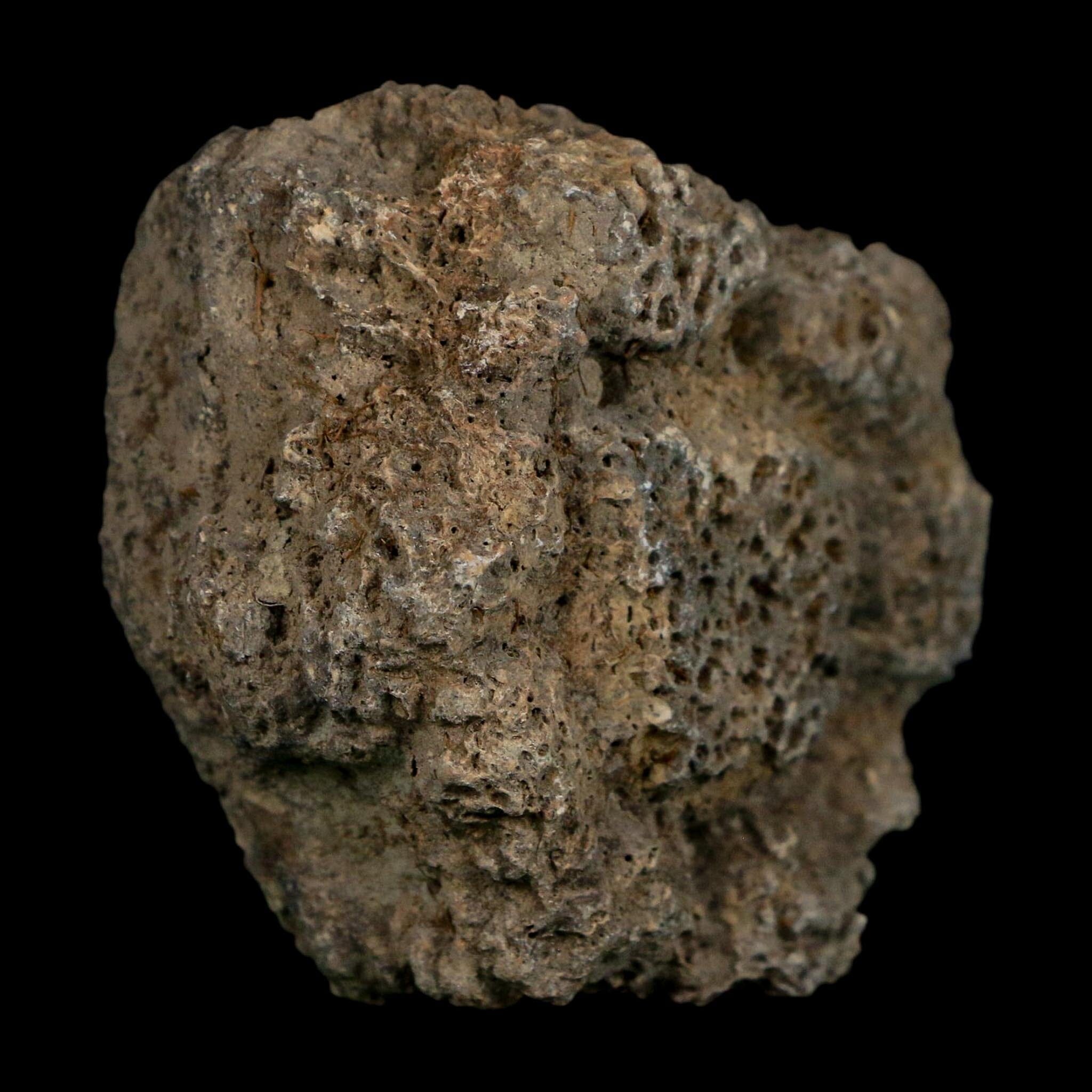 2.3" Glyptodon Fossil Osteoderm Scute Plate Bony Armor Pleistocene Uruguay COA - Fossil Age Minerals