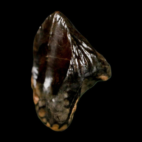 XL 0.9" Triceratops Fossil Tooth Hell Creek FM Cretaceous Dinosaur Montana COA Stand