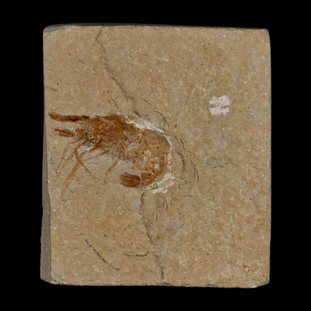 1.1" Fossil Shrimp Carpopenaeus Cretaceous Age 100 Mil Yrs Old Lebanon COA