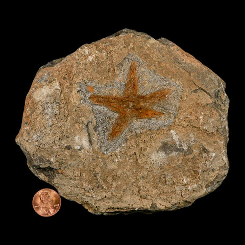 52MM Brittle Star Petraster Starfish Fossil Ordovician Age Blekus Morocco COA - Fossil Age Minerals