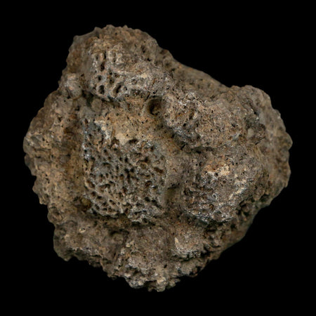 2.3" Glyptodon Fossil Osteoderm Scute Plate Bony Armor Pleistocene Uruguay COA