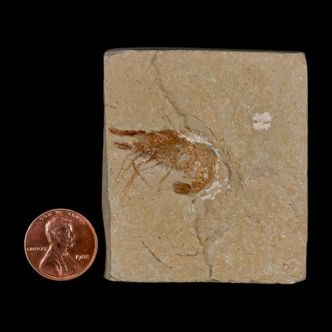 1.1" Fossil Shrimp Carpopenaeus Cretaceous Age 100 Mil Yrs Old Lebanon COA - Fossil Age Minerals