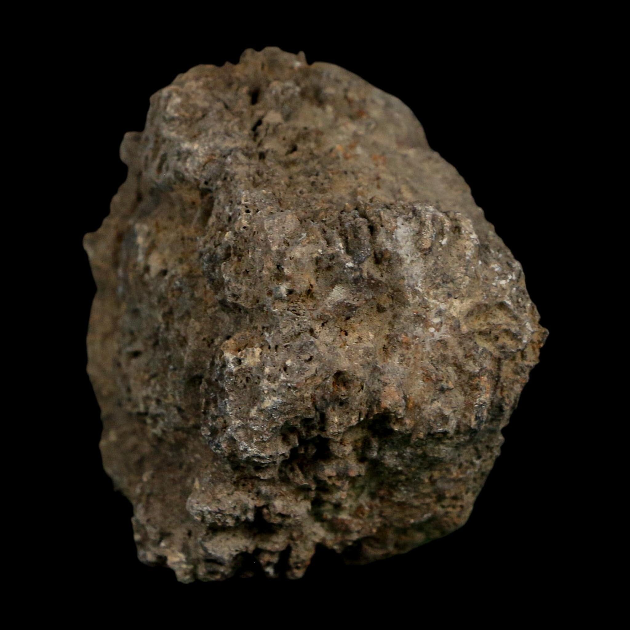 2.3" Glyptodon Fossil Osteoderm Scute Plate Bony Armor Pleistocene Uruguay COA - Fossil Age Minerals