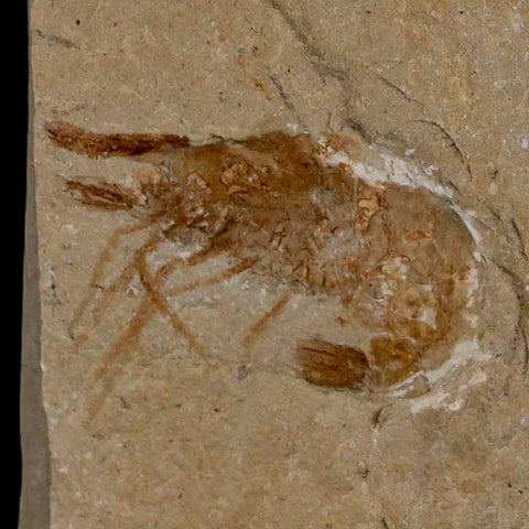 1.1" Fossil Shrimp Carpopenaeus Cretaceous Age 100 Mil Yrs Old Lebanon COA - Fossil Age Minerals