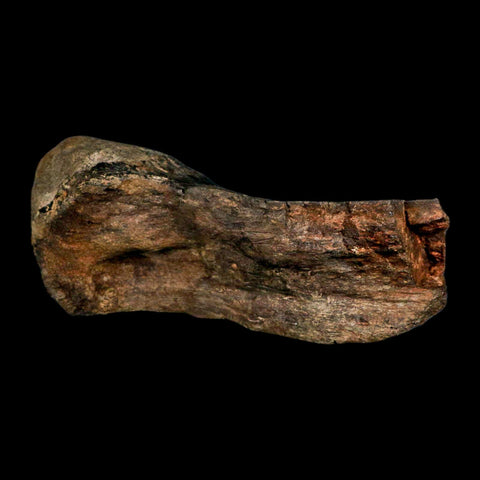 7.8" Hypacrosaurus Dinosaur Fossil Limb Bone Two Medicine Formation Montana COA - Fossil Age Minerals