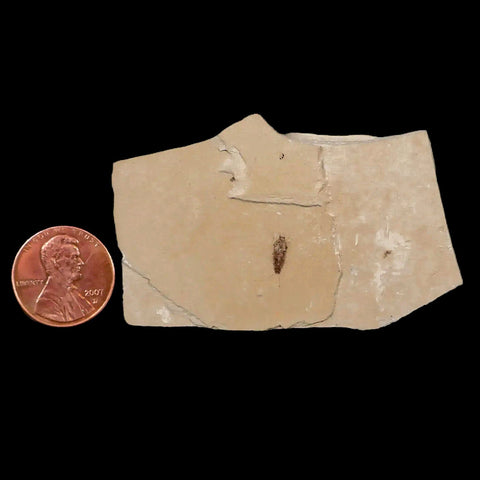 0.4 Detailed Fossil Coleoptera Insect Green River FM Uintah County UT Eocene Age - Fossil Age Minerals