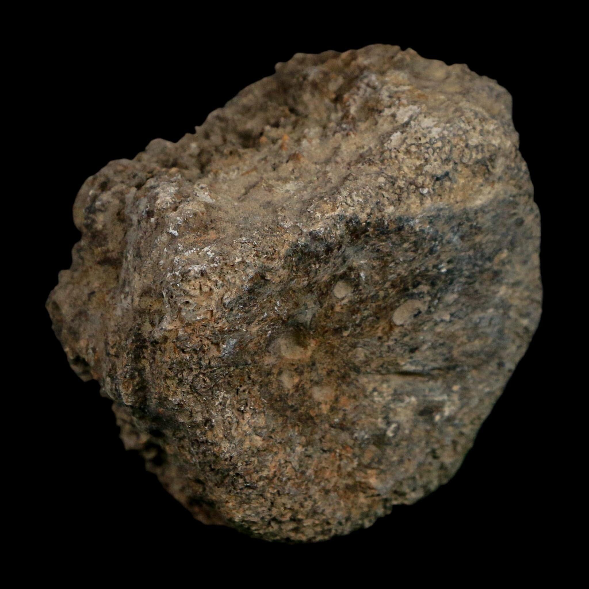 2.3" Glyptodon Fossil Osteoderm Scute Plate Bony Armor Pleistocene Uruguay COA - Fossil Age Minerals