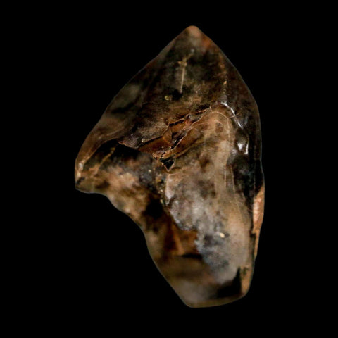 XL 0.9" Triceratops Fossil Tooth Hell Creek FM Cretaceous Dinosaur Montana COA Stand
