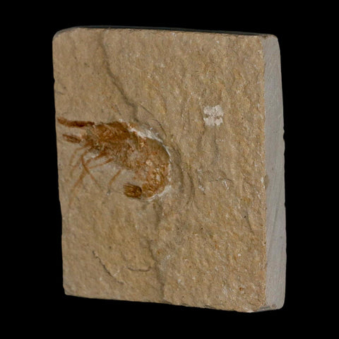 1.1" Fossil Shrimp Carpopenaeus Cretaceous Age 100 Mil Yrs Old Lebanon COA - Fossil Age Minerals
