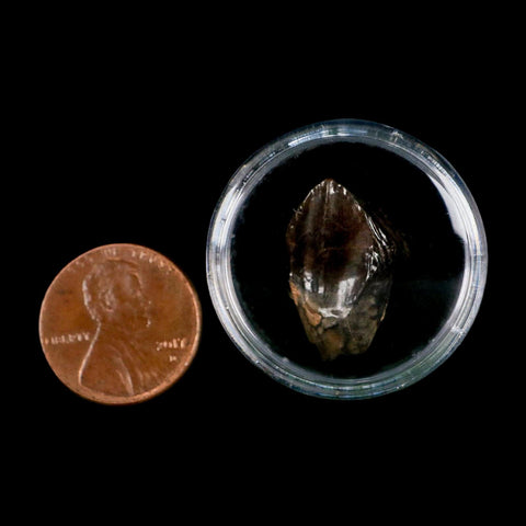XL 0.9" Triceratops Fossil Tooth Hell Creek FM Cretaceous Dinosaur Montana COA Stand