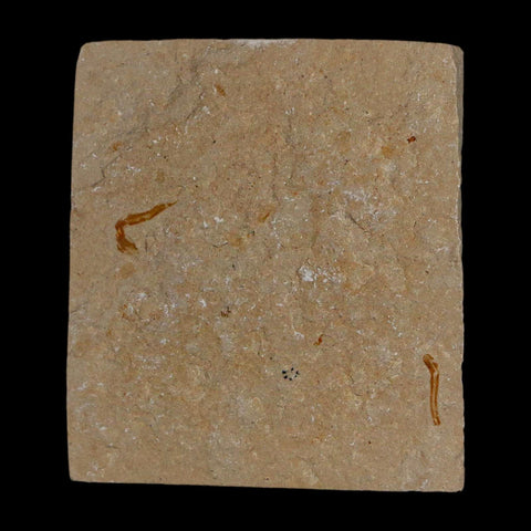 1.1" Fossil Shrimp Carpopenaeus Cretaceous Age 100 Mil Yrs Old Lebanon COA - Fossil Age Minerals