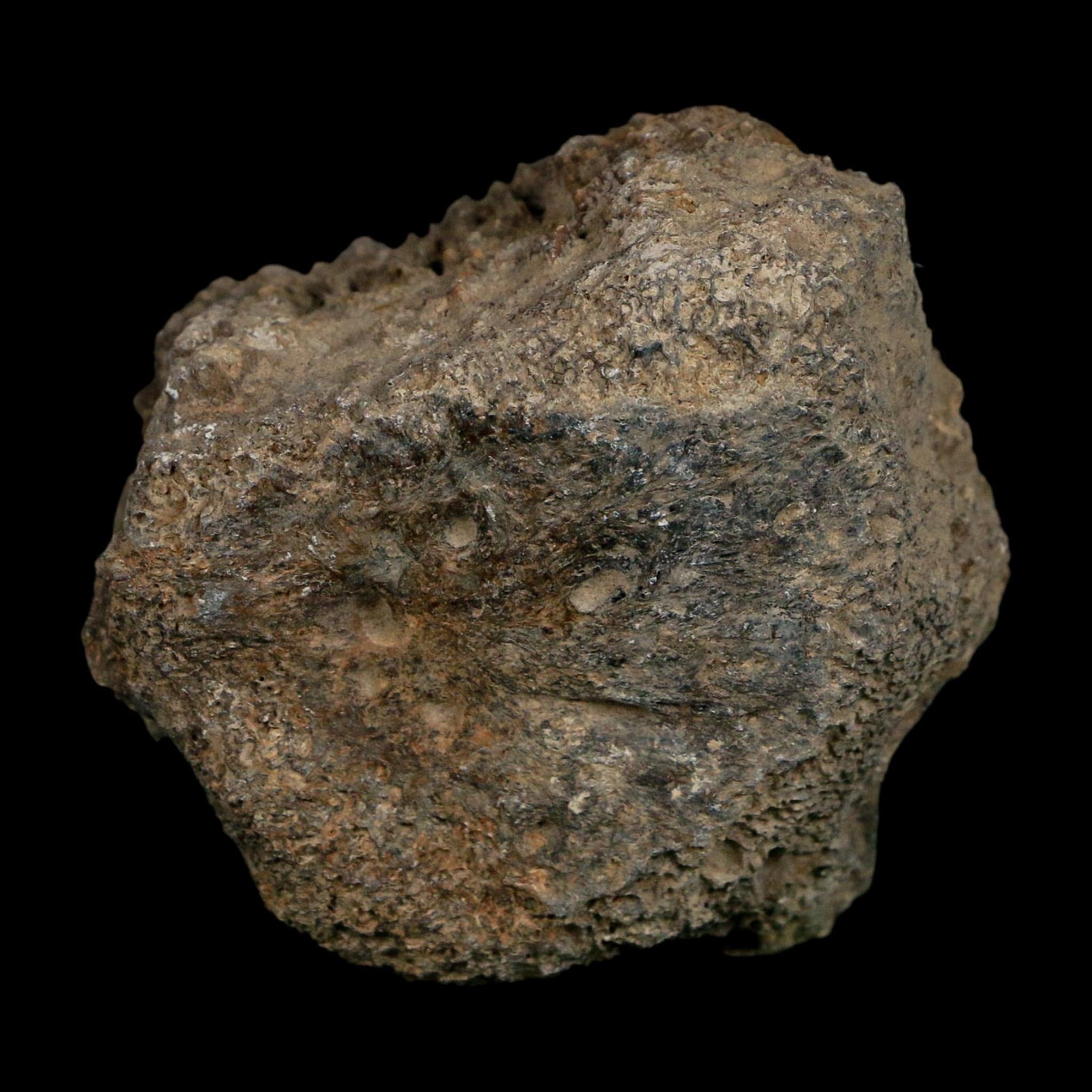 2.3" Glyptodon Fossil Osteoderm Scute Plate Bony Armor Pleistocene Uruguay COA - Fossil Age Minerals