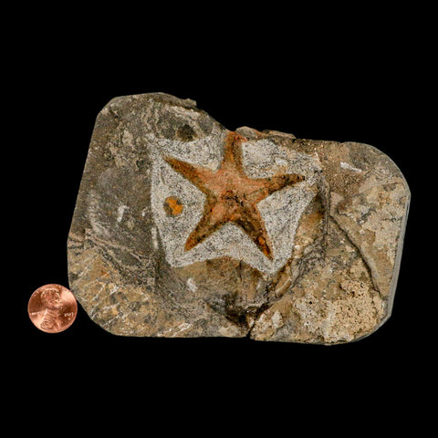 57MM Brittlestar Petraster Starfish Fossil Ordovician Age Blekus Morocco COA - Fossil Age Minerals