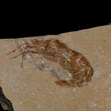 1.3" Fossil Shrimp Carpopenaeus Cretaceous Age 100 Mil Yrs Old Lebanon COA