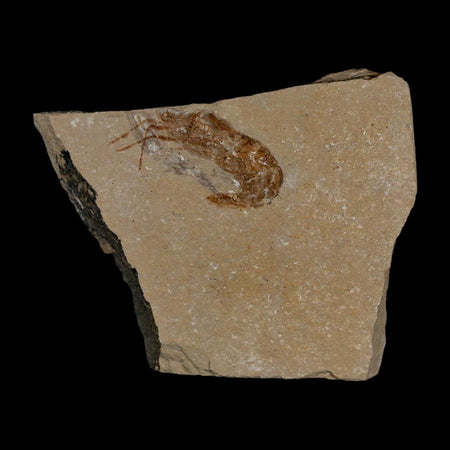 1.3" Fossil Shrimp Carpopenaeus Cretaceous Age 100 Mil Yrs Old Lebanon COA