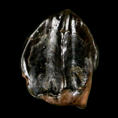 0.5" Triceratops Fossil Tooth Hell Creek FM Cretaceous Dinosaur Montana COA Stand