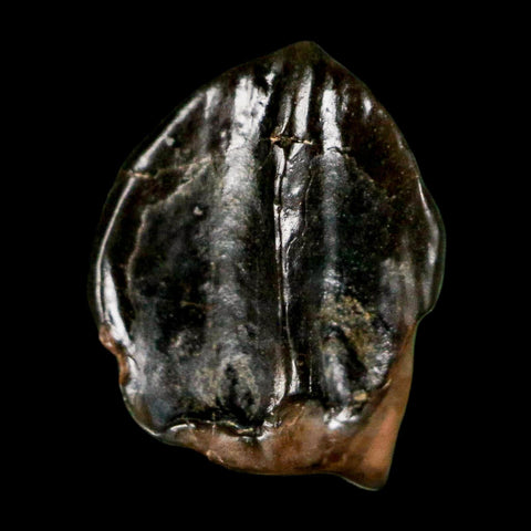 0.5" Triceratops Fossil Tooth Hell Creek FM Cretaceous Dinosaur Montana COA Stand