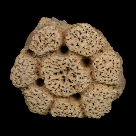 2.4" Glyptodon Fossil Osteoderm Scute Plate Bony Armor Pleistocene Uruguay COA