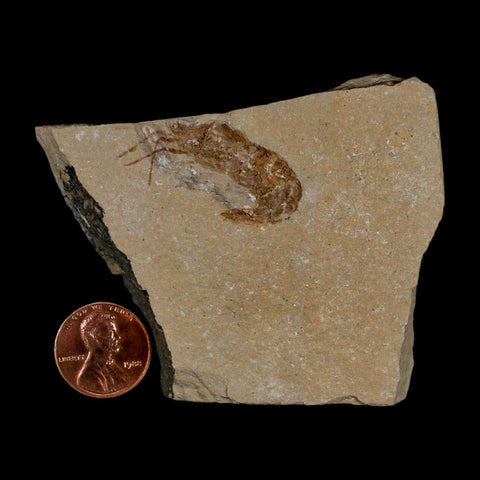 1.3" Fossil Shrimp Carpopenaeus Cretaceous Age 100 Mil Yrs Old Lebanon COA - Fossil Age Minerals