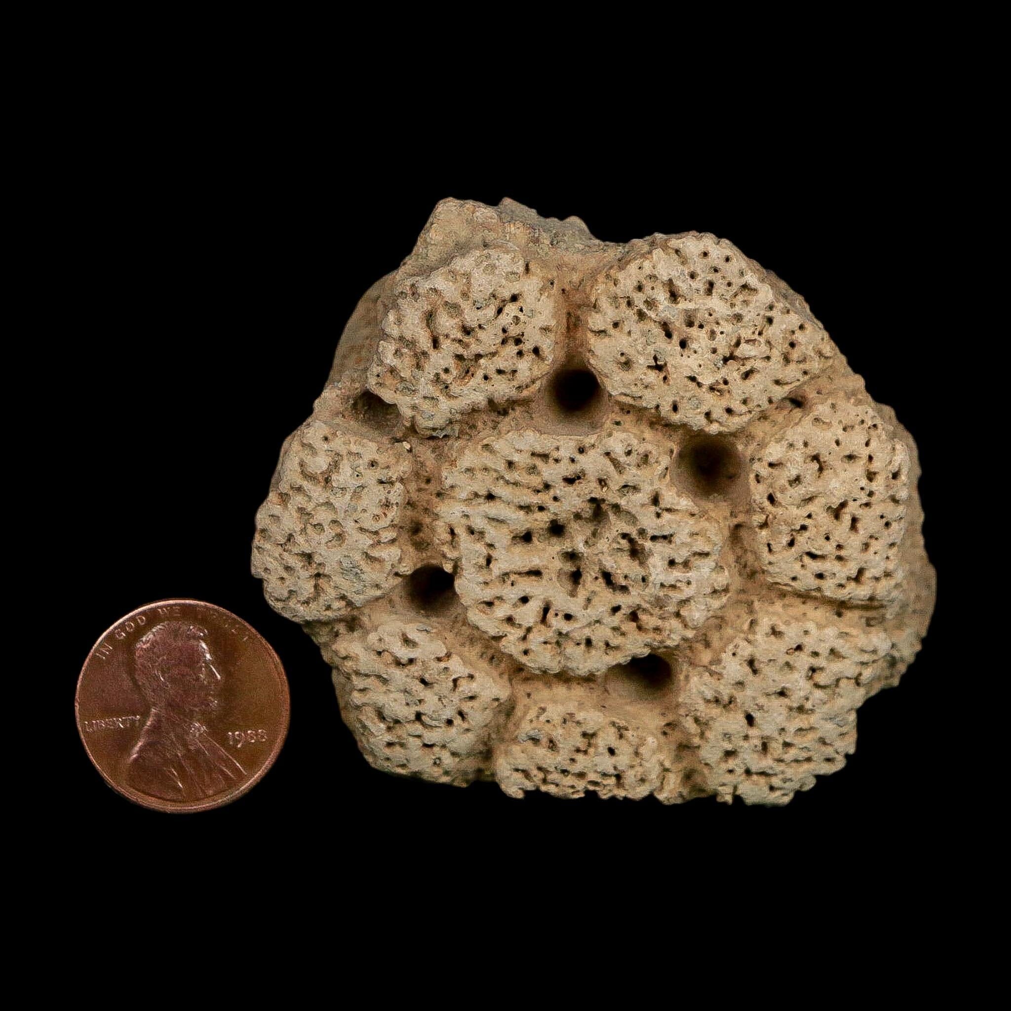2.4" Glyptodon Fossil Osteoderm Scute Plate Bony Armor Pleistocene Uruguay COA - Fossil Age Minerals