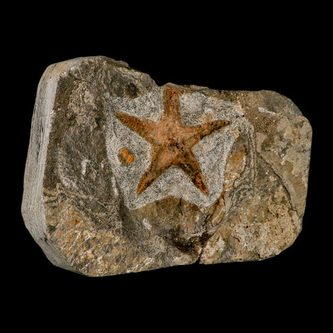 57MM Brittlestar Petraster Starfish Fossil Ordovician Age Blekus Morocco COA - Fossil Age Minerals