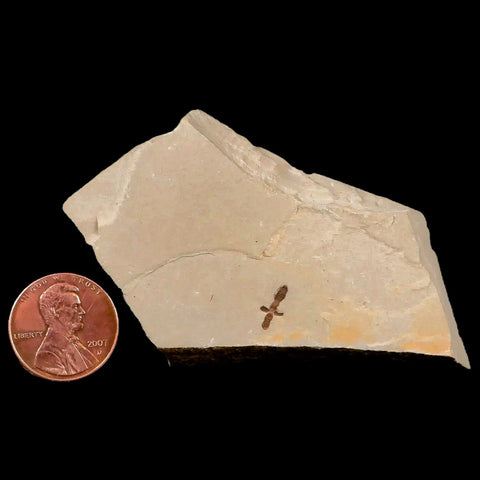 0.4 Detailed Fossil Hymenoptera  Insect Green River FM Uintah County UT Eocene Age - Fossil Age Minerals