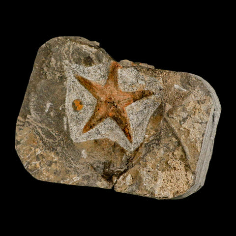 57MM Brittlestar Petraster Starfish Fossil Ordovician Age Blekus Morocco COA - Fossil Age Minerals