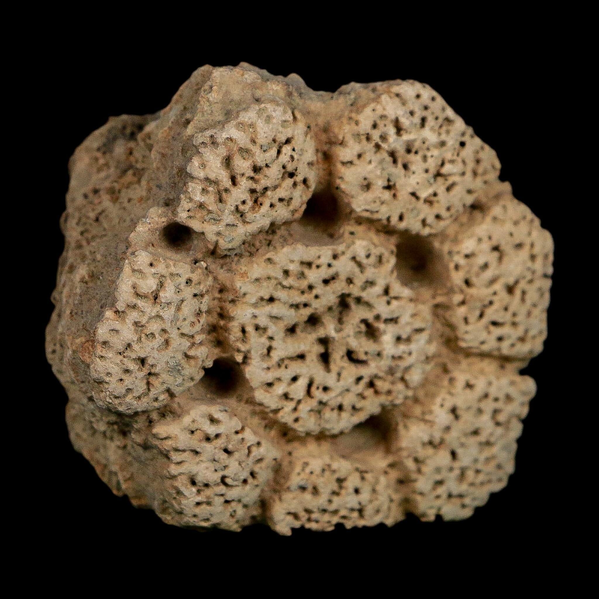 2.4" Glyptodon Fossil Osteoderm Scute Plate Bony Armor Pleistocene Uruguay COA - Fossil Age Minerals