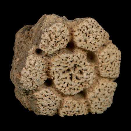 2.4" Glyptodon Fossil Osteoderm Scute Plate Bony Armor Pleistocene Uruguay COA