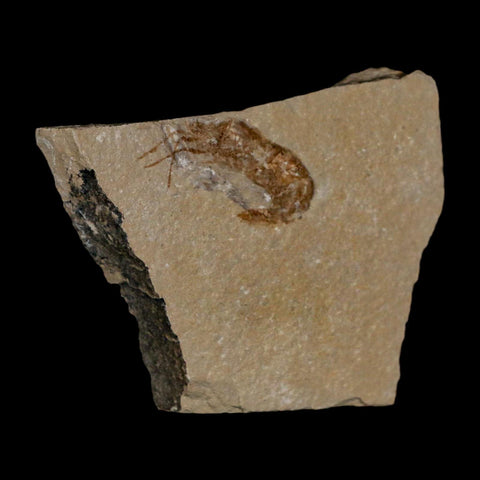 1.3" Fossil Shrimp Carpopenaeus Cretaceous Age 100 Mil Yrs Old Lebanon COA - Fossil Age Minerals