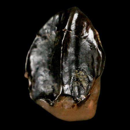 0.5" Triceratops Fossil Tooth Hell Creek FM Cretaceous Dinosaur Montana COA Stand