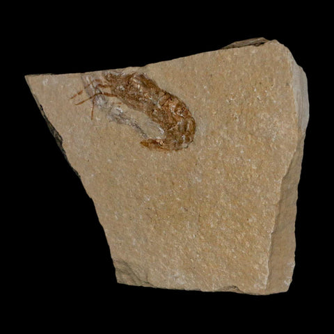 1.3" Fossil Shrimp Carpopenaeus Cretaceous Age 100 Mil Yrs Old Lebanon COA - Fossil Age Minerals