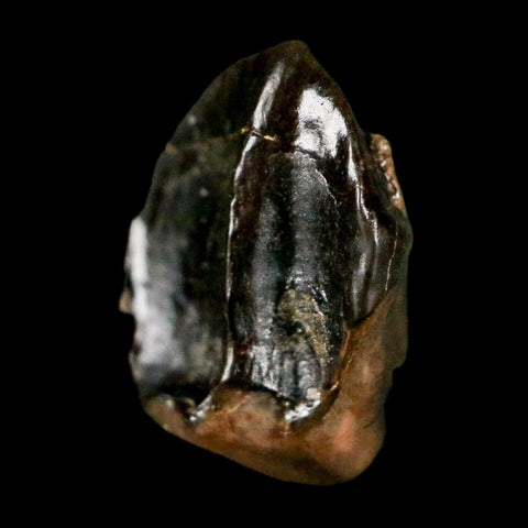 0.5" Triceratops Fossil Tooth Hell Creek FM Cretaceous Dinosaur Montana COA Stand