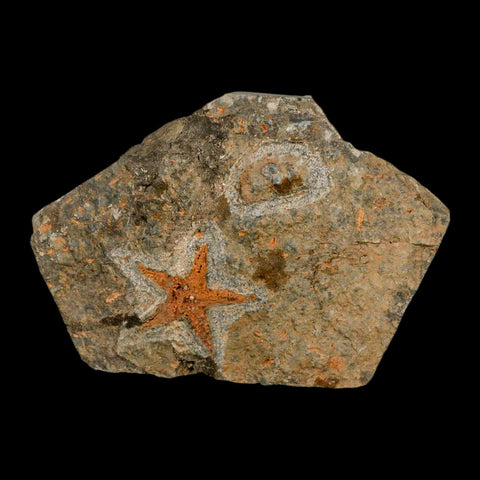 34MM Brittle Star Petraster Starfish Fossil Ordovician Age Blekus Morocco COA - Fossil Age Minerals