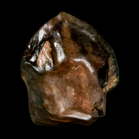 0.5" Triceratops Fossil Tooth Hell Creek FM Cretaceous Dinosaur Montana COA Stand