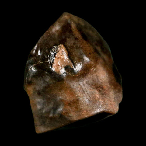 0.5" Triceratops Fossil Tooth Hell Creek FM Cretaceous Dinosaur Montana COA Stand