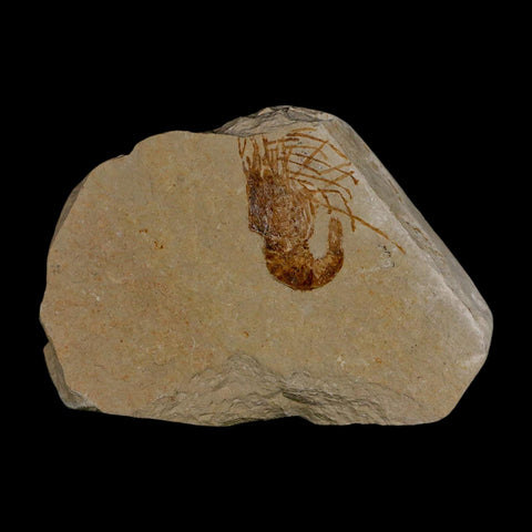 1.1" Fossil Shrimp Carpopenaeus Cretaceous Age 100 Mil Yrs Old Lebanon COA - Fossil Age Minerals