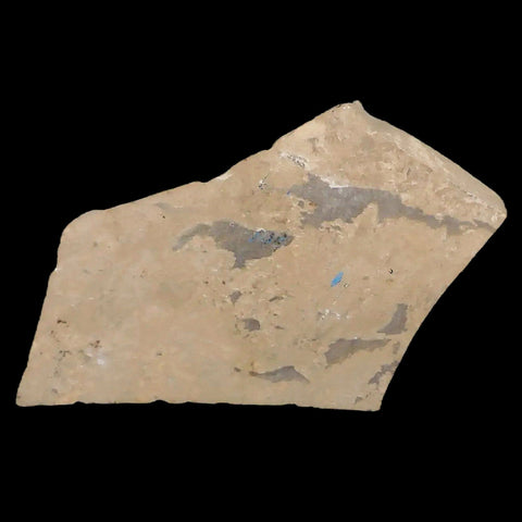 0.4 Detailed Fossil Hymenoptera  Insect Green River FM Uintah County UT Eocene Age - Fossil Age Minerals