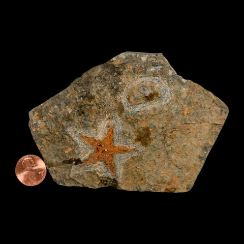 34MM Brittle Star Petraster Starfish Fossil Ordovician Age Blekus Morocco COA - Fossil Age Minerals