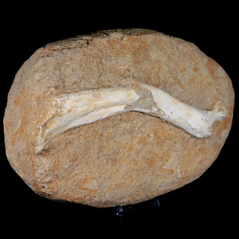 8.2" Crocodile Fossil Limb Bone Cretaceous Age Kem Kem Morocco Crocodilian Stand - Fossil Age Minerals