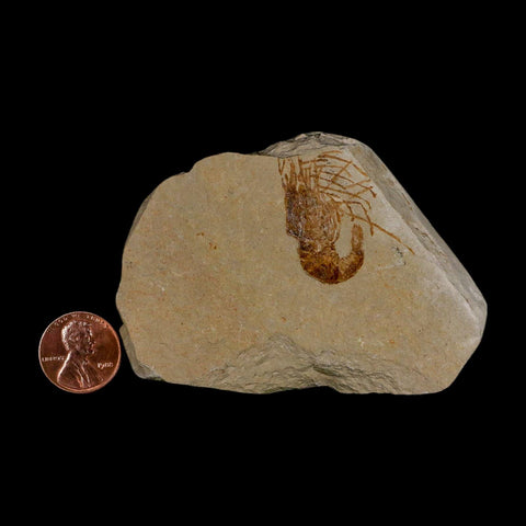 1.1" Fossil Shrimp Carpopenaeus Cretaceous Age 100 Mil Yrs Old Lebanon COA - Fossil Age Minerals