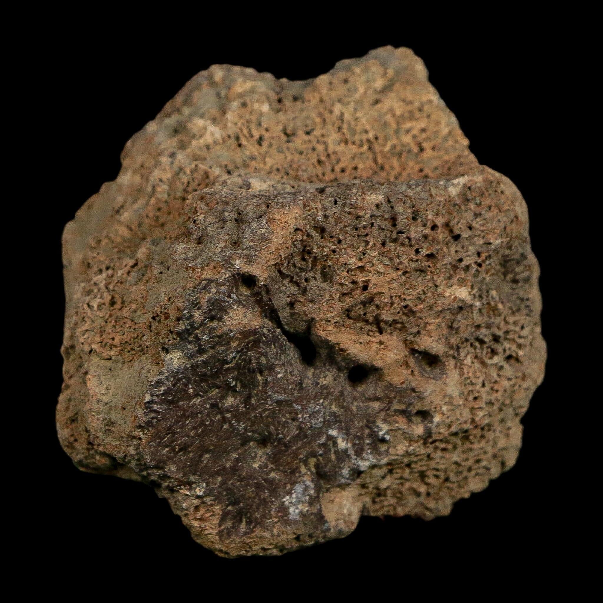 2.4" Glyptodon Fossil Osteoderm Scute Plate Bony Armor Pleistocene Uruguay COA - Fossil Age Minerals